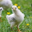 CHICKS
