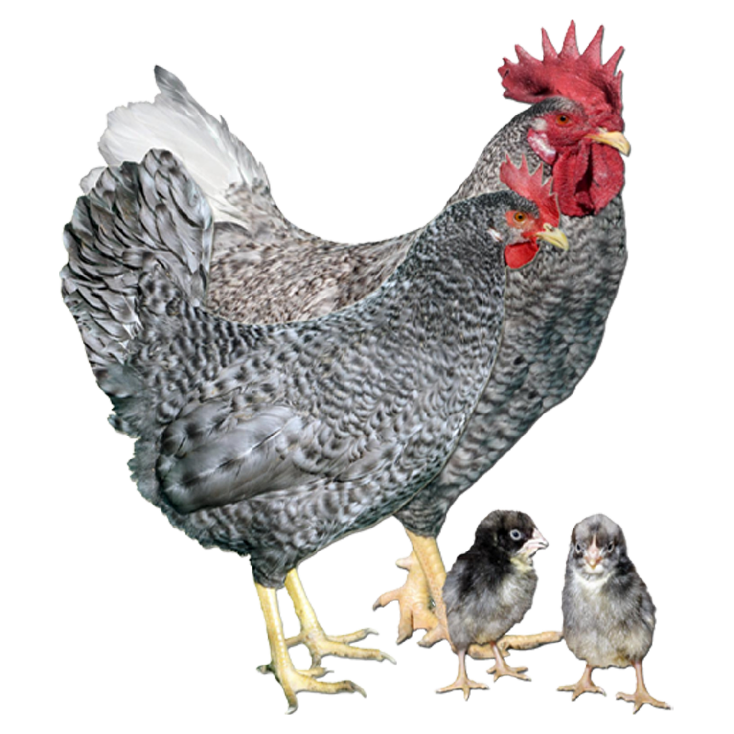 CHICKS - STARLIGHT GREEN EGGER