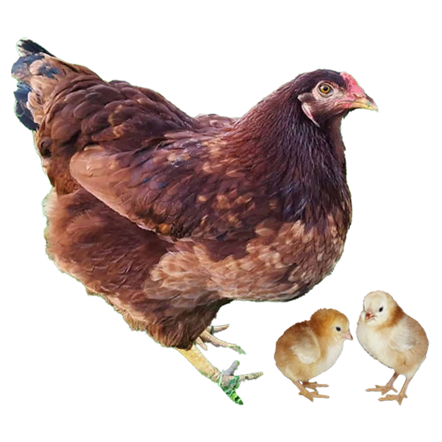 CHICKS - BUCKEYE