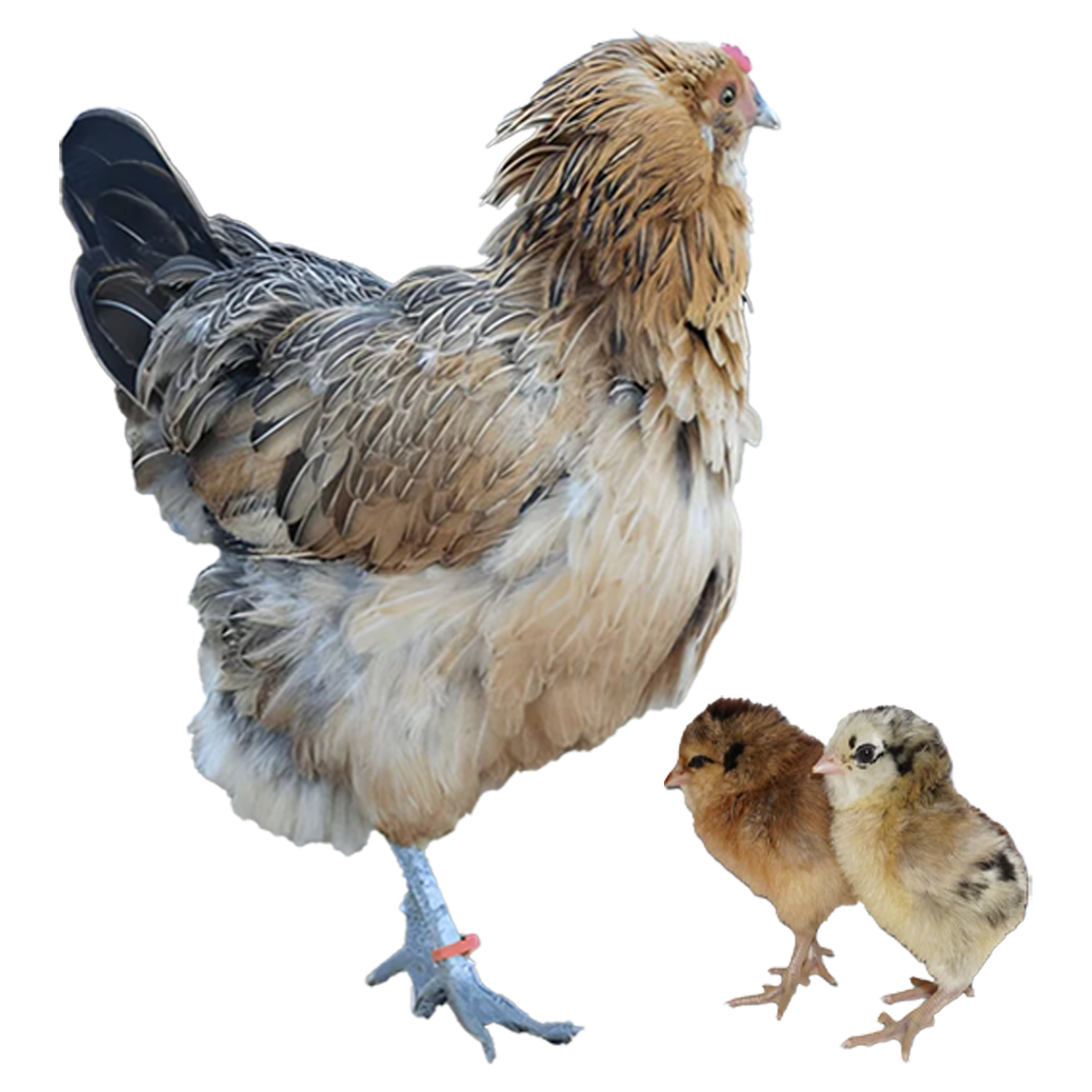 CHICKS - RHODE ISLAND RED