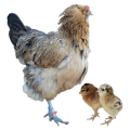 CHICKS - RHODE ISLAND RED
