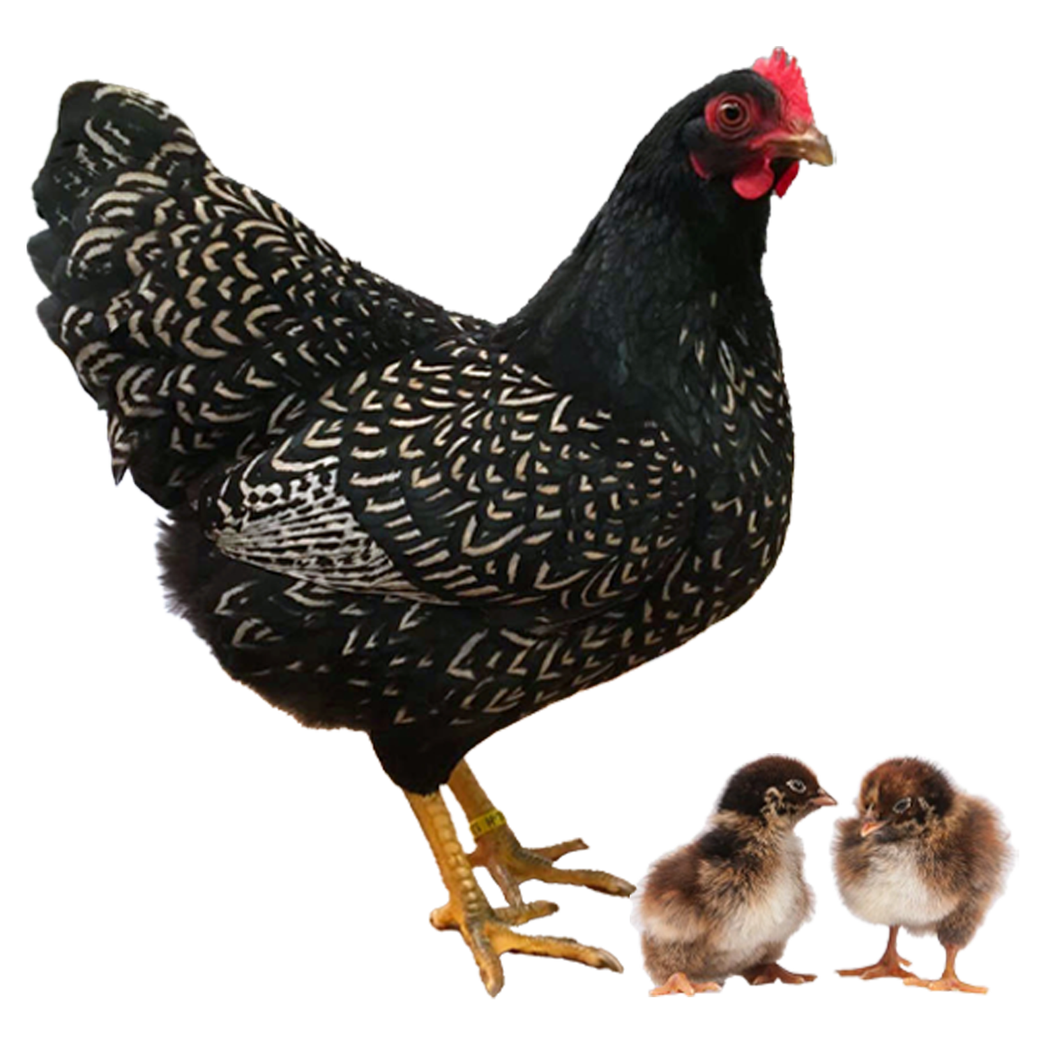 CHICKS - SILVER LACED WYANDOTTE