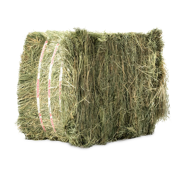 Anderson Compressed Timothy Hay Bale - 50lb